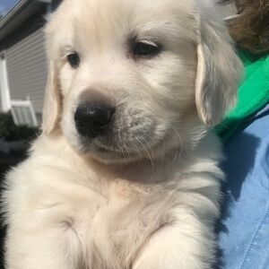 Meet your Posher, Gillian